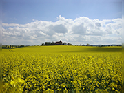 Kirche im Raps
